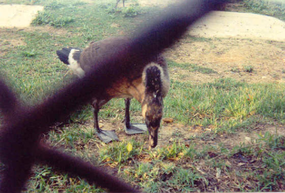 littleone_0800804_02.jpg