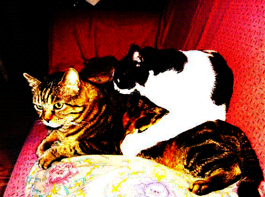 image004.gif