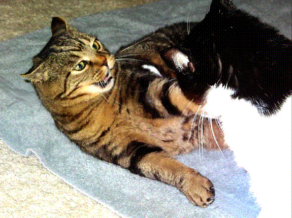 image006.gif