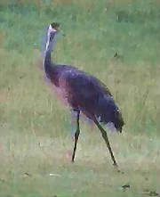 sandhillcranes_maxfarm_06_04.jpg