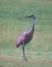 sandhillcranes_maxfarm_08_04.jpg