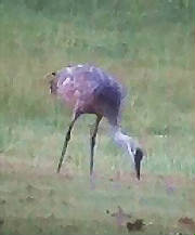 sandhillcranes_maxfarm_09_04.jpg