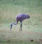 sandhillcranes_maxfarm_12_04.jpg